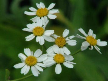 Tanacetum balsamitaBalsemwormkruid bestellen